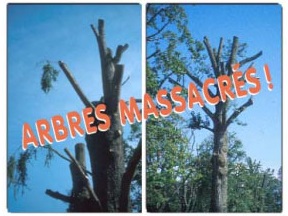 ARBRES MASACRES